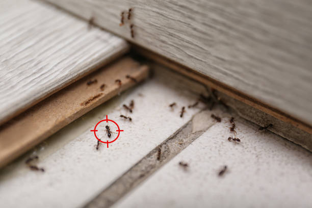 Best Exterminator Services  in Orangeville, UT