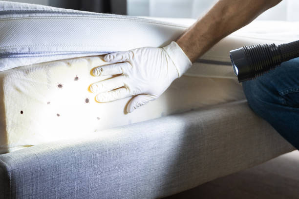 Best Affordable Pest Control Services  in Orangeville, UT