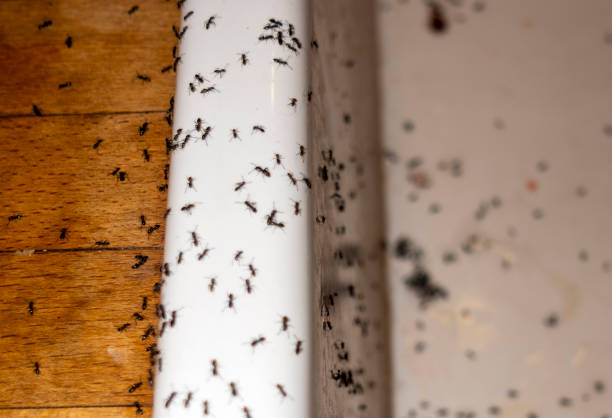 Best Insect Control  in Orangeville, UT